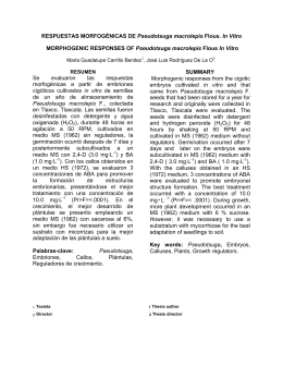 Respuestas morfogénicas de Pseudotsuga macrolepis Flous. in Vitro.
