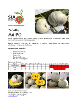 Zapallo - SLA | Semillas Latinoamericanas SA