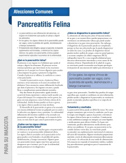 Pancreatitis Felina