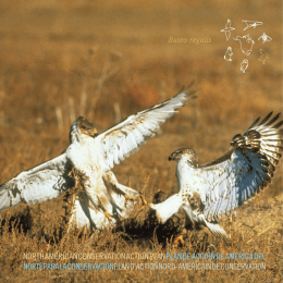 Ferruginous Hawk - Commission for Environmental Cooperation
