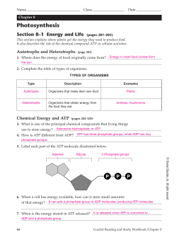 Chapter 8 Photosynthesis, TE