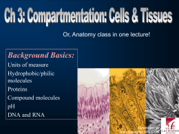 Ch 3: Cells and Tissue