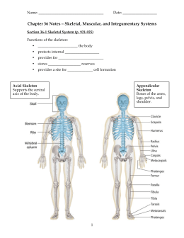 Chapter 36 Notes – Skeletal, Muscular, and Integumentary Systems