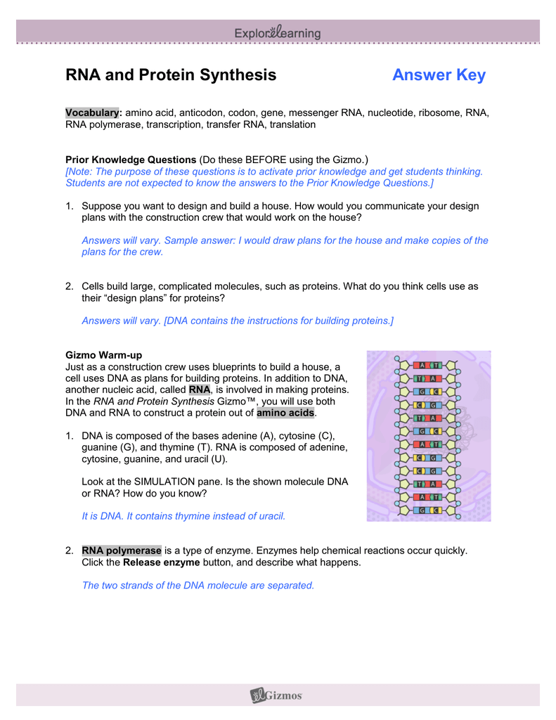 worksheet-dna-and-rna-worksheet-answers-grass-fedjp-worksheet-study-site