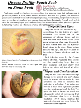 Disease Profile- Peach Scab on Stone Fruit