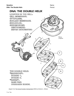 DNA The Double Helix