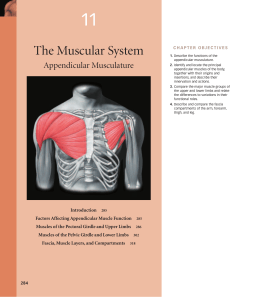 The Muscular System: Appendicular Musculature