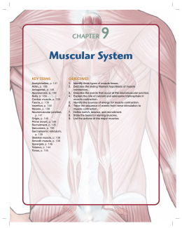 Muscular System - coursewareobjects.com