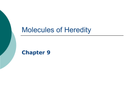 Chapter 9 Molecules of Heredity
