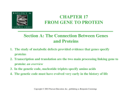 CHAPTER 17 FROM GENE TO PROTEIN Section A: The