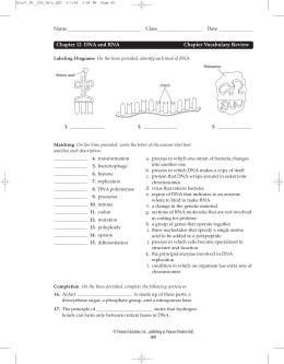 Chapter 12 DNA and RNA Chapter Vocabulary