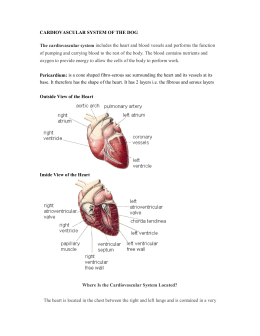 CARDIOVASCULAR SYSTEM OF THE DOG The cardiovascular