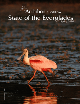 State of the Everglades