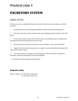 Practical class 3 EXCRETORY SYSTEM