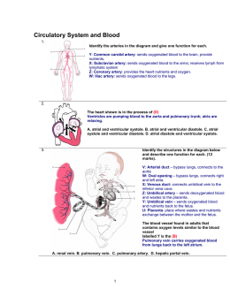 Circulatory System and Blood