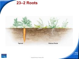 23–2 Roots - Hamilton Local Schools
