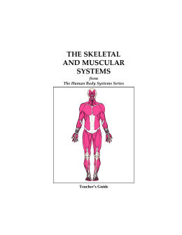 THE SKELETAL AND MUSCULAR SYSTEMS