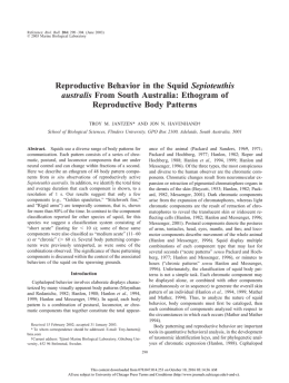 Reproductive Behavior in the Squid Sepioteuthis australis From