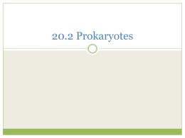 20.2 Prokaryotes