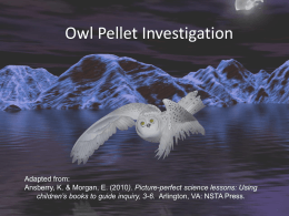 Owl Pellet Investigation