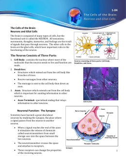 The Cells of the Brain - Grand Valley State University
