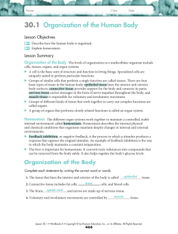 30.1 Organization of the Human Body