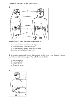 Endocrine System: Practice Questions #1