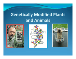 Powerpoint-Genetically Modified Plants and Animals