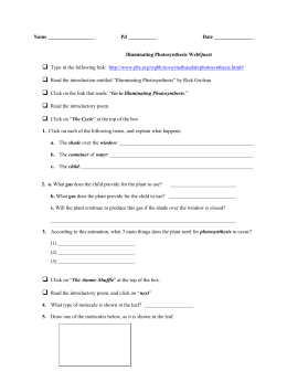 Photosynthesis and Respiration Web Quest