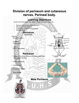 Division of Perineum and Perineal Body