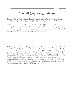 Punnett Square Challenge