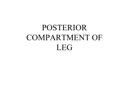 POSTERIOR COMPARTMENT OF LEG