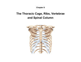 The Thoracic Cage, Ribs, Vertebrae and Spinal Column