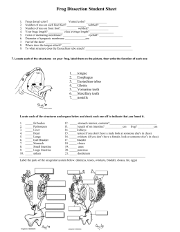 Frog Dissection Student Sheet