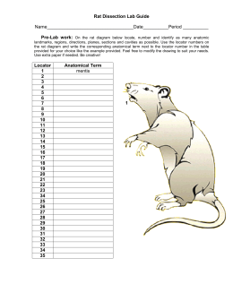 Rat Dissection Lab Guide - Lewis Center for Educational Research