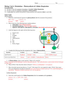Study Guide- Unit 4 Photosynthesis and Cellular Respiration