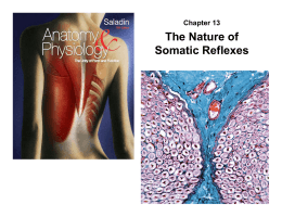 Chapter 13 The Nature of Somatic Reflexes