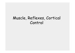 Muscle, Reflexes, Cortical Control