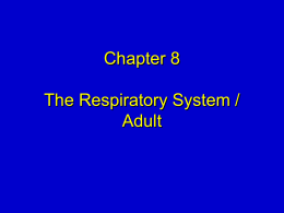 Chapter 8 The Respiratory System / Adult