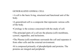 GENERALIZED ANIMAL CELL • A cell is the basic living, structural