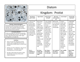 Diatom Kingdom: Protist