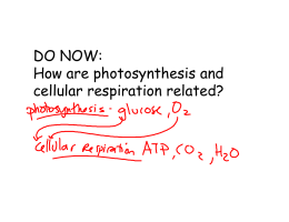 DO NOW: How are photosynthesis and cellular respiration related?