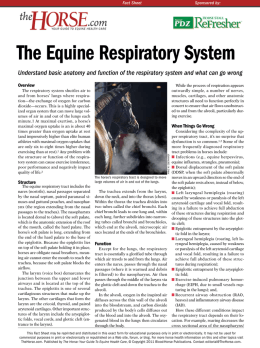 The Equine Respiratory System