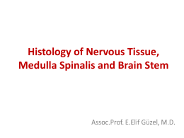 General histology of nervous system