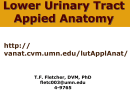 Lower Urinary Tract Appied Anatomy Lower Urinary Tract Appied