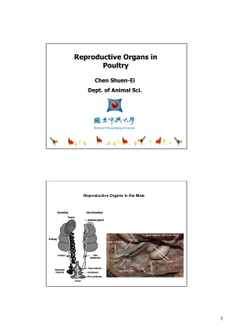 Reproductive Organs in Poultry