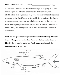 shark dichotomous key packet