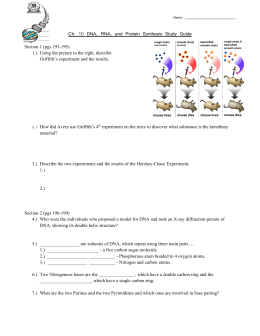 Ch. 10 DNA, RNA, and Protein Synthesis Study Guide
