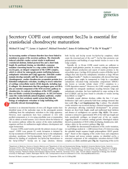 Secretory COPII coat component Sec23a is essential for craniofacial