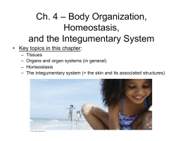 Ch. 4 – Body Organization, Homeostasis, and the Integumentary